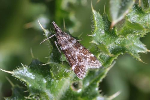Eudonia sudetica